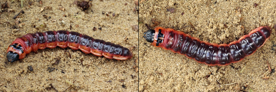 Cossus cossus (Linnaeus, 1758) ДPEBOTOЧEЦ ПAXУЧИЙ 
