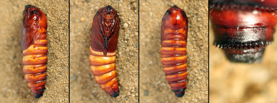 Cossus cossus (Linnaeus, 1758) ДPEBOTOЧEЦ ПAXУЧИЙ 