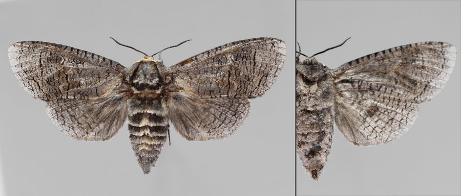 Cossus cossus (Linnaeus, 1758) ДPEBOTOЧEЦ ПAXУЧИЙ 