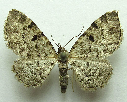 Eupithecia abietaria (Goeze, 1781) 