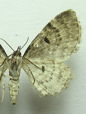 Eupithecia abietaria (Goeze, 1781) 