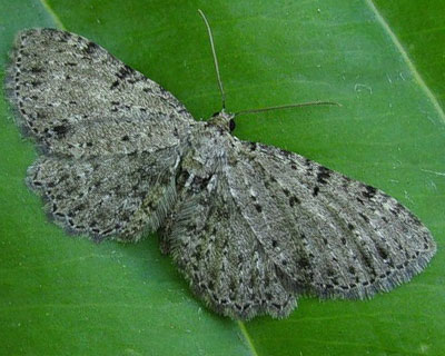 Anticollix sparsata (Treitschke, 1828) Anticollix sparsata (Treitschke, 1828)