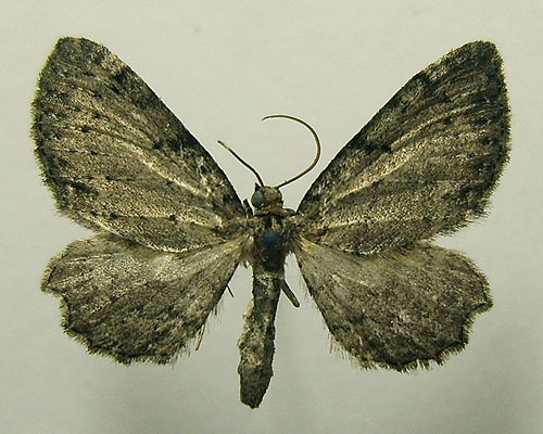 Anticollix sparsata (Treitschke, 1828) Anticollix sparsata (Treitschke, 1828)