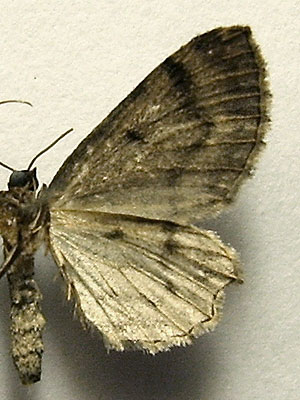 Anticollix sparsata (Treitschke, 1828) Anticollix sparsata (Treitschke, 1828)