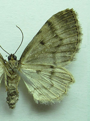 Anticollix sparsata (Treitschke, 1828) Anticollix sparsata (Treitschke, 1828)