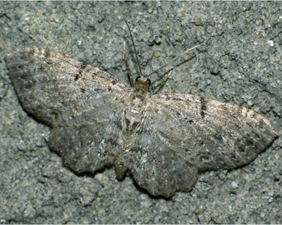Anticollix sparsata (Treitschke, 1828) Anticollix sparsata (Treitschke, 1828)