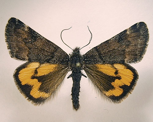 Boudinotiana notha (Hubner, 1803) Весенница осиновая 