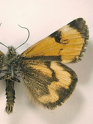 Boudinotiana notha (Hubner, 1803) Весенница осиновая 