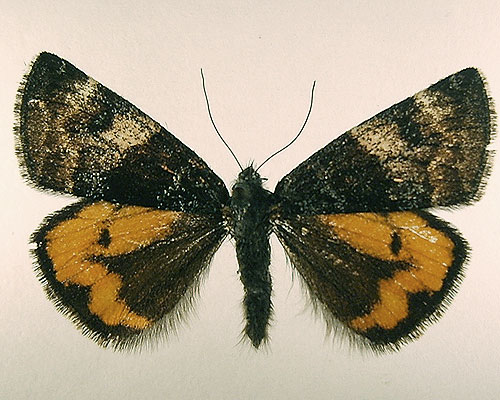 Boudinotiana notha (Hubner, 1803) Весенница осиновая 