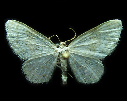 Asthena albulata (Hufnagel, 1767) 
