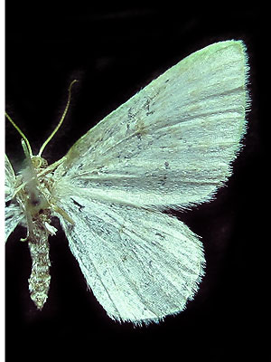 Asthena albulata (Hufnagel, 1767) 