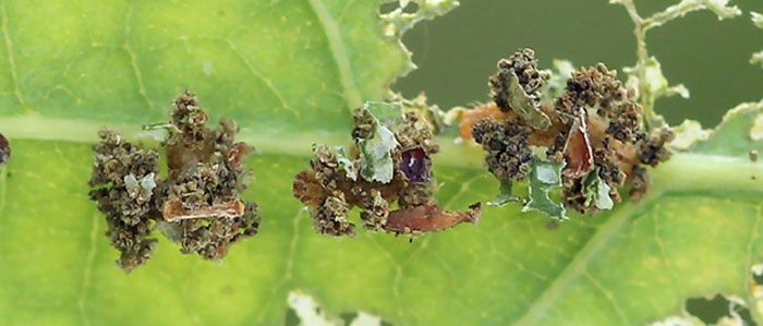Comibaena bajularia (Denis & Schiffermuller, 1775) Comibaena bajularia (Denis & Schiffermuller, 1775)