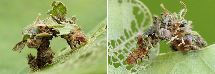 Comibaena bajularia (Denis & Schiffermuller, 1775) Comibaena bajularia (Denis & Schiffermuller, 1775)