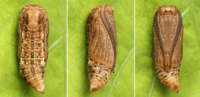 Comibaena bajularia (Denis & Schiffermuller, 1775) Comibaena bajularia (Denis & Schiffermuller, 1775)