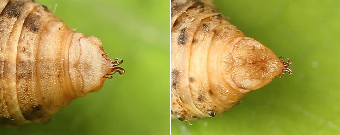 Comibaena bajularia (Denis & Schiffermuller, 1775) Comibaena bajularia (Denis & Schiffermuller, 1775)