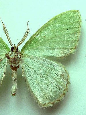 Comibaena bajularia (Denis & Schiffermuller, 1775) Comibaena bajularia (Denis & Schiffermuller, 1775)