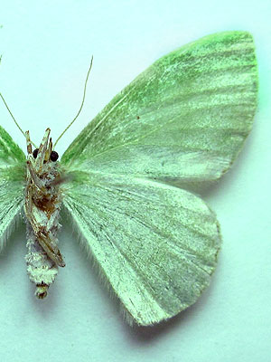Comibaena bajularia (Denis & Schiffermuller, 1775) Comibaena bajularia (Denis & Schiffermuller, 1775)