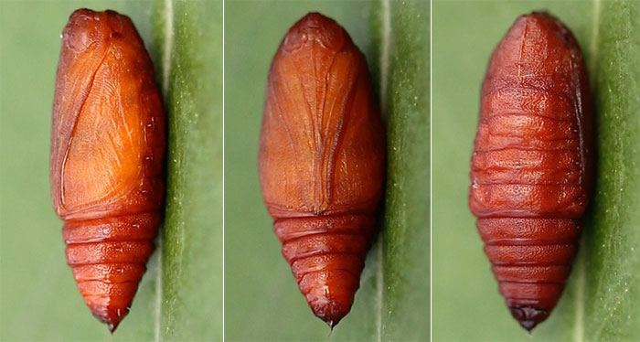 Pelurga comitata (Linnaeus, 1758) Пяденица маревая 