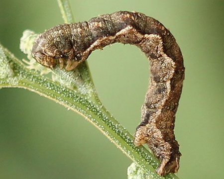 Pelurga comitata (Linnaeus, 1758) Пяденица маревая 