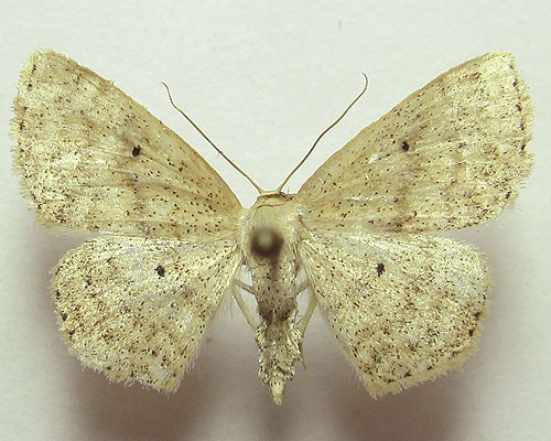 Scopula corrivalaria (Kretschmar, 1862) 