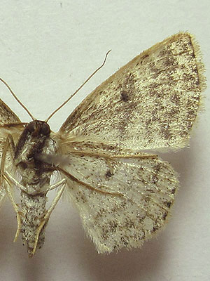 Scopula corrivalaria (Kretschmar, 1862) 