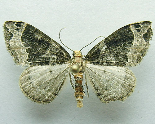 Ecliptopera capitata (Herrich-Schaffer, 1839) 