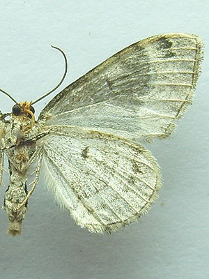 Ecliptopera capitata (Herrich-Schaffer, 1839) 