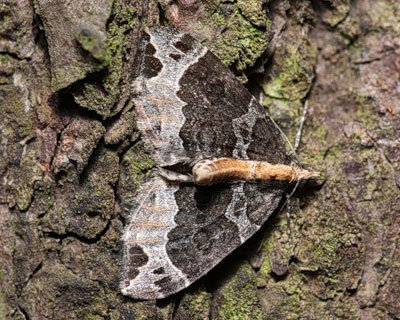 Ecliptopera capitata (Herrich-Schaffer, 1839) 