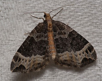 Ecliptopera capitata (Herrich-Schaffer, 1839) 