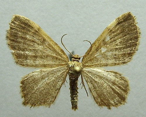 Euchoeca nebulata (Scopoli, 1763) 
