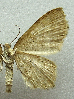 Euchoeca nebulata (Scopoli, 1763) 