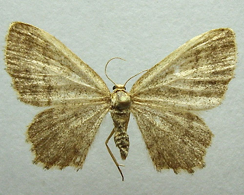 Euchoeca nebulata (Scopoli, 1763) 