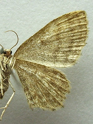 Euchoeca nebulata (Scopoli, 1763) 