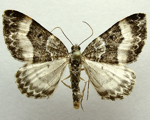 Euphyia unangulata (Haworth, 1809) 