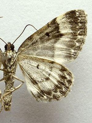Euphyia unangulata (Haworth, 1809) 