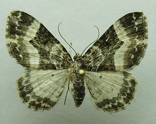 Euphyia unangulata (Haworth, 1809) 