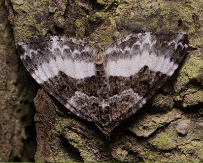 Euphyia unangulata (Haworth, 1809) 