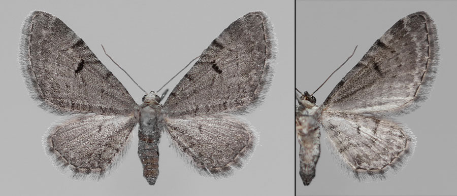 Eupithecia extraversaria (Herrich-Schaffer, 1852) 