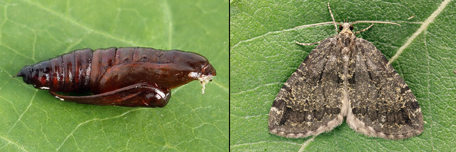 Hydriomena furcata (Thunberg, 1784)