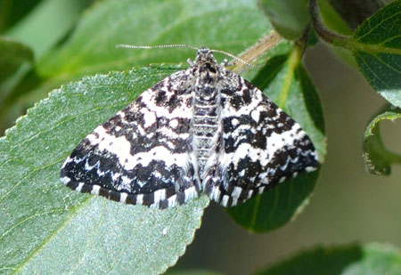 Epirrhoe hastulata (Hubner, 1790) 