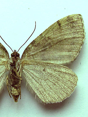 Hydriomena furcata (Thunberg, 1784) Hydriomena furcata (Thunberg, 1784)