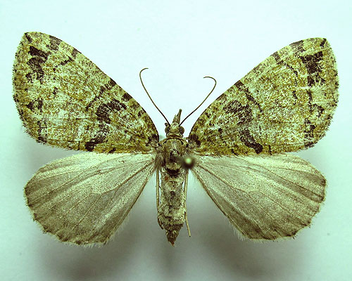 Hydriomena furcata (Thunberg, 1784) Hydriomena furcata (Thunberg, 1784)