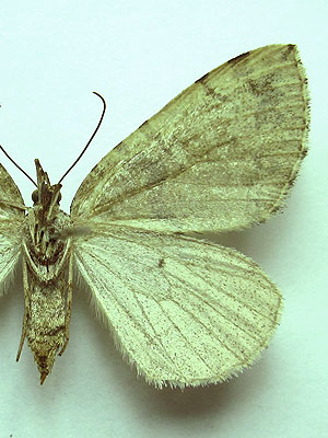 Hydriomena furcata (Thunberg, 1784) Hydriomena furcata (Thunberg, 1784)