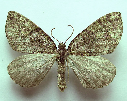 Hydriomena furcata (Thunberg, 1784) Hydriomena furcata (Thunberg, 1784)