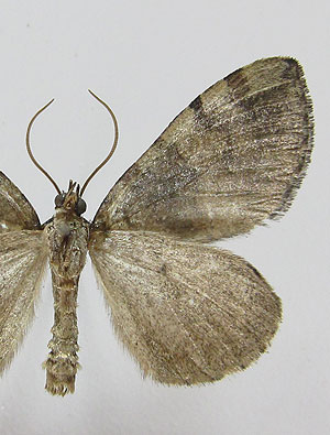 Hydriomena furcata (Thunberg, 1784) Hydriomena furcata (Thunberg, 1784)