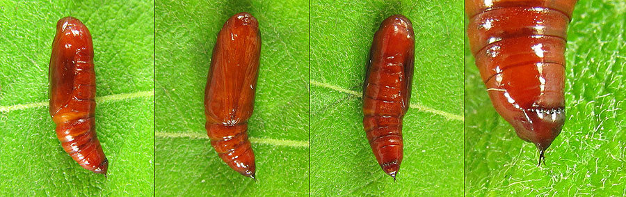 Hydriomena furcata (Thunberg, 1784) Hydriomena furcata (Thunberg, 1784)