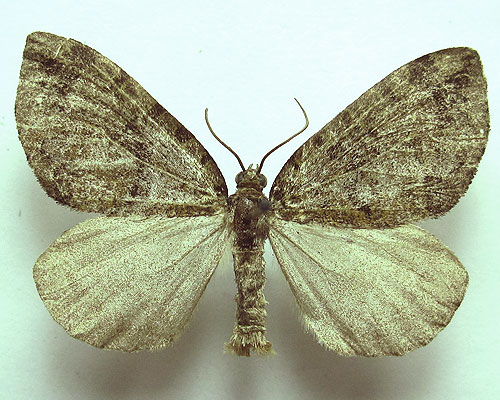 Hydriomena furcata (Thunberg, 1784) Hydriomena furcata (Thunberg, 1784)