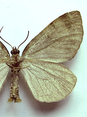 Hydriomena furcata (Thunberg, 1784) Hydriomena furcata (Thunberg, 1784)