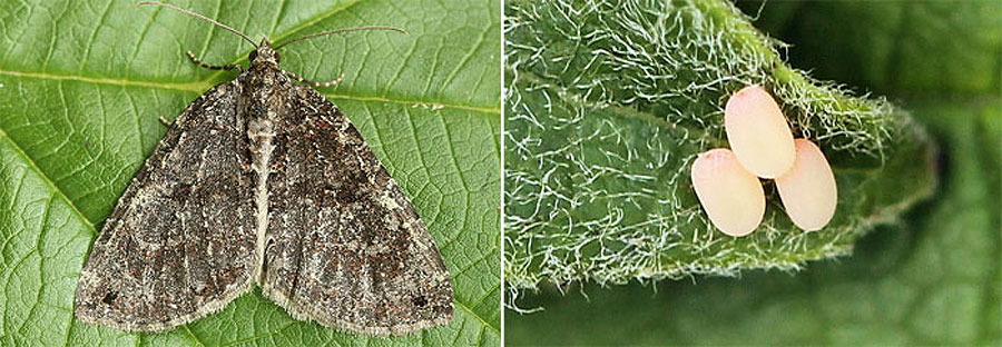 Hydriomena furcata (Thunberg, 1784) Hydriomena furcata (Thunberg, 1784)
