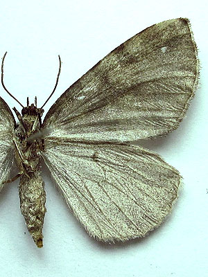 Hydriomena furcata (Thunberg, 1784) Hydriomena furcata (Thunberg, 1784)